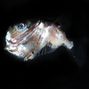 Sternoptychidae sp.