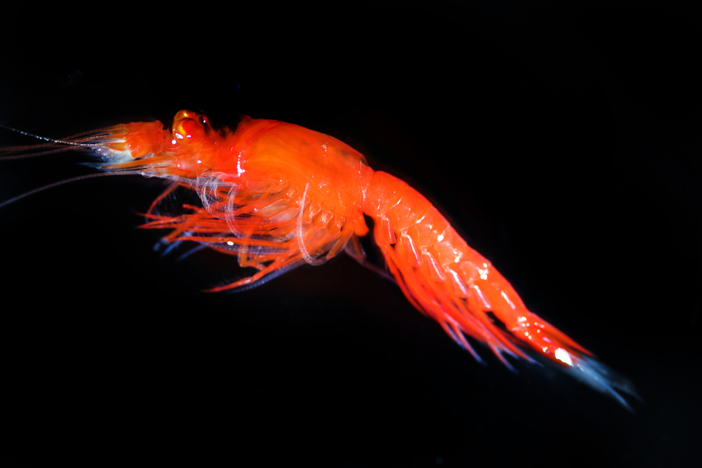 Boreomysis sp. ♂