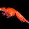 Boreomysis sp. ♂