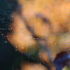 朝露に濡れた蜘蛛の巣