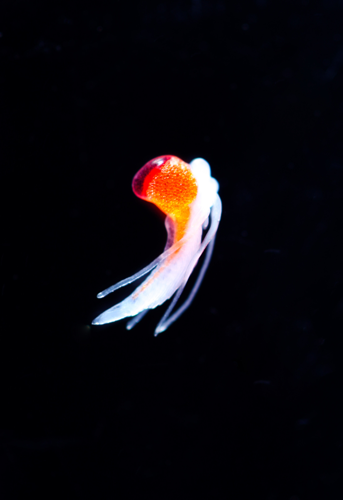 embryo