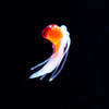 embryo