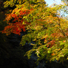 紅葉