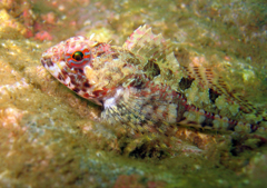 カサゴ亜目魚種名不明