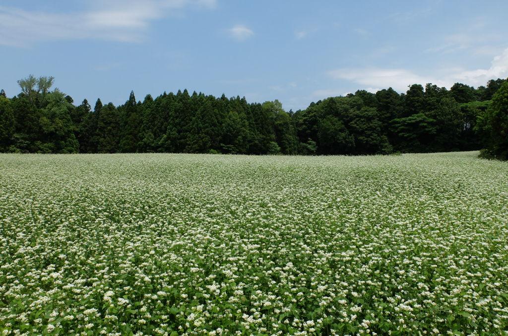 蕎麦の花