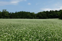 蕎麦の花