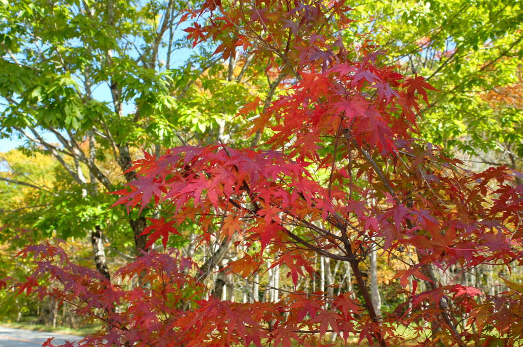 紅葉狩り