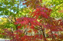 紅葉狩り