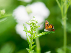 ﾍﾞﾆｼｼﾞﾐ01