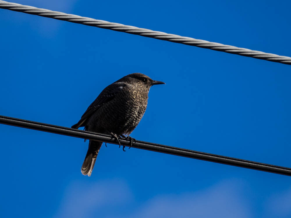 ｲｿﾋﾖﾄﾞﾘ5