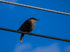 ｲｿﾋﾖﾄﾞﾘ5