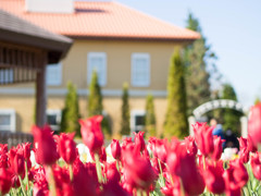 花菜ｶﾞｰﾃﾞﾝ5