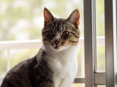 愛猫02