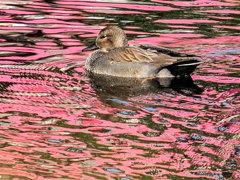 ｵｶﾖｼｶﾞﾓ