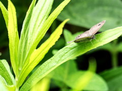 ﾋﾒｳﾗﾅﾐｼﾞｬﾉﾒ01