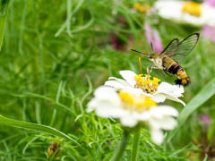 ｵｵｽｶｼﾊﾞ5