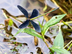 ﾊｸﾞﾛﾄﾝﾎﾞ