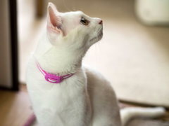 1026愛猫5