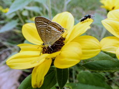 ｳﾗﾅﾐｼｼﾞﾐ01