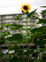 向日葵01