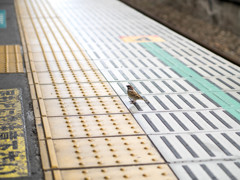 相模線