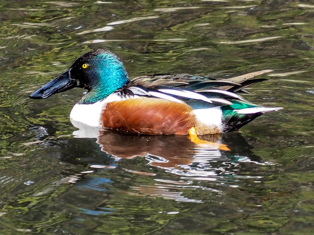 ハシビロガモ