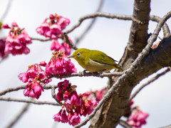 寒桜メジロ5