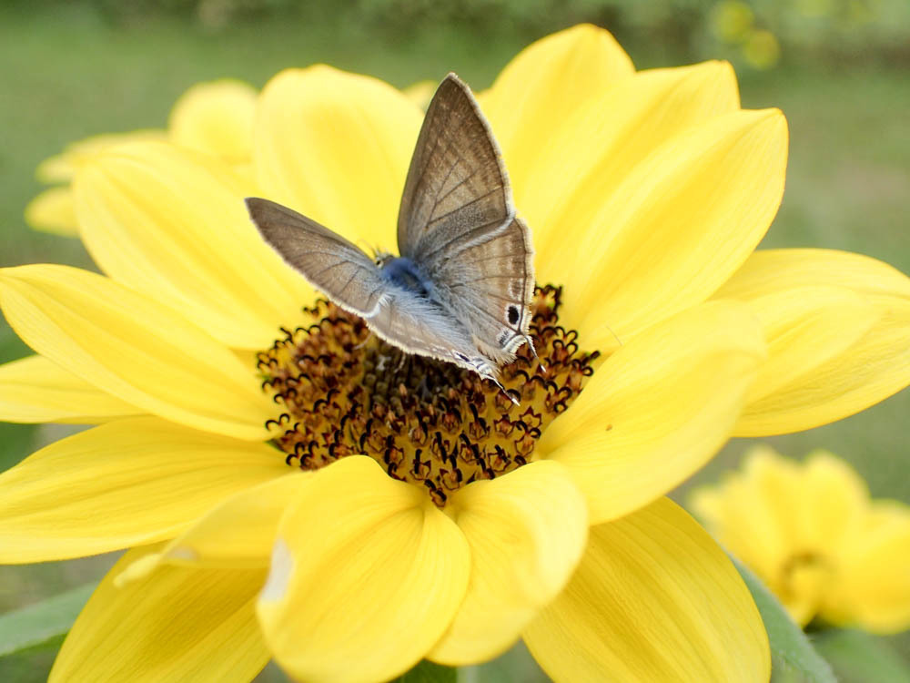 ｳﾗﾅﾐｼｼﾞﾐ02