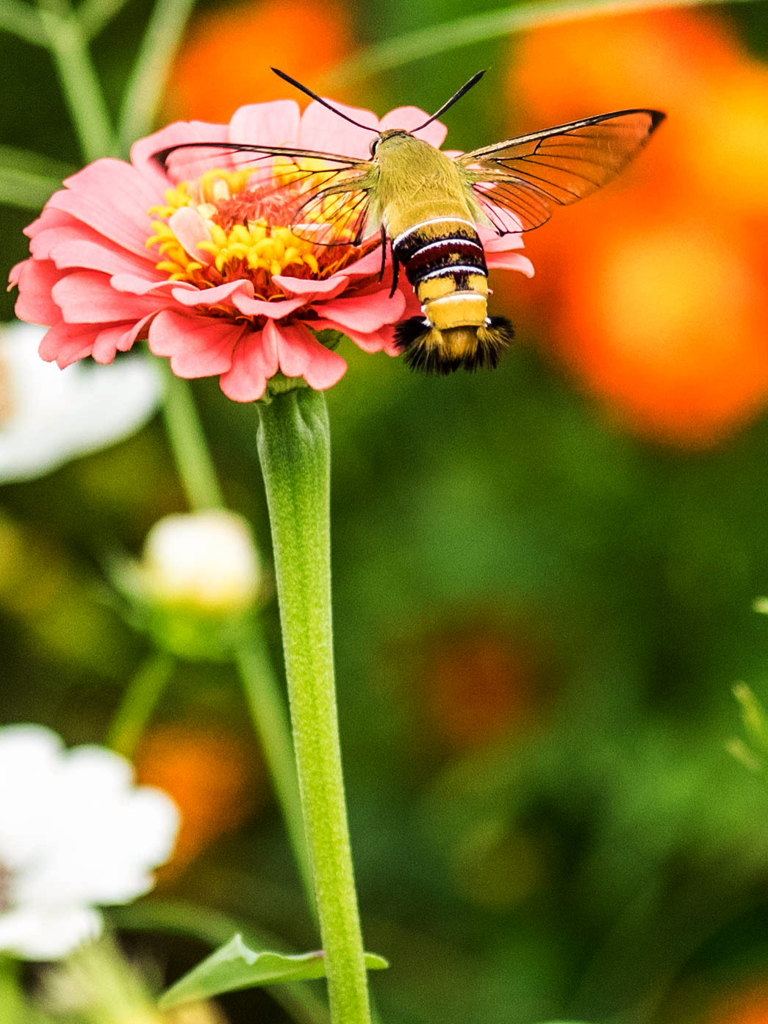 ｵｵｽｶｼﾊﾞ3