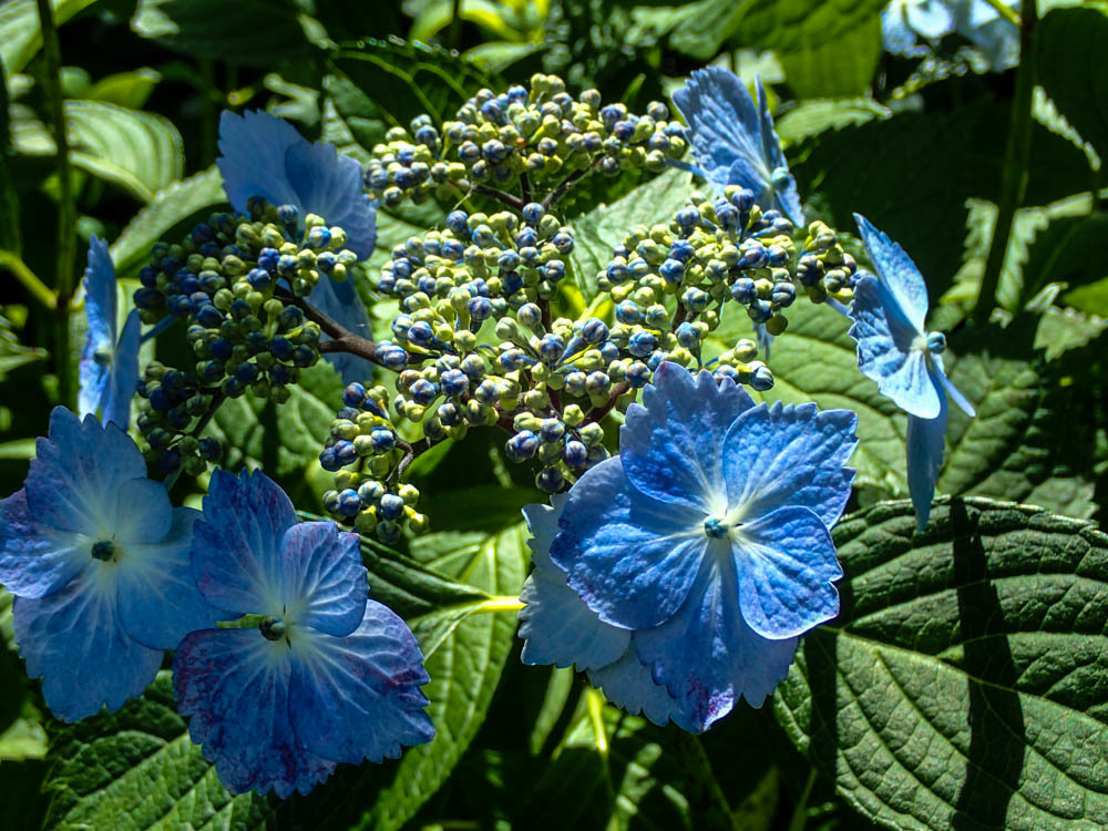 紫陽花4