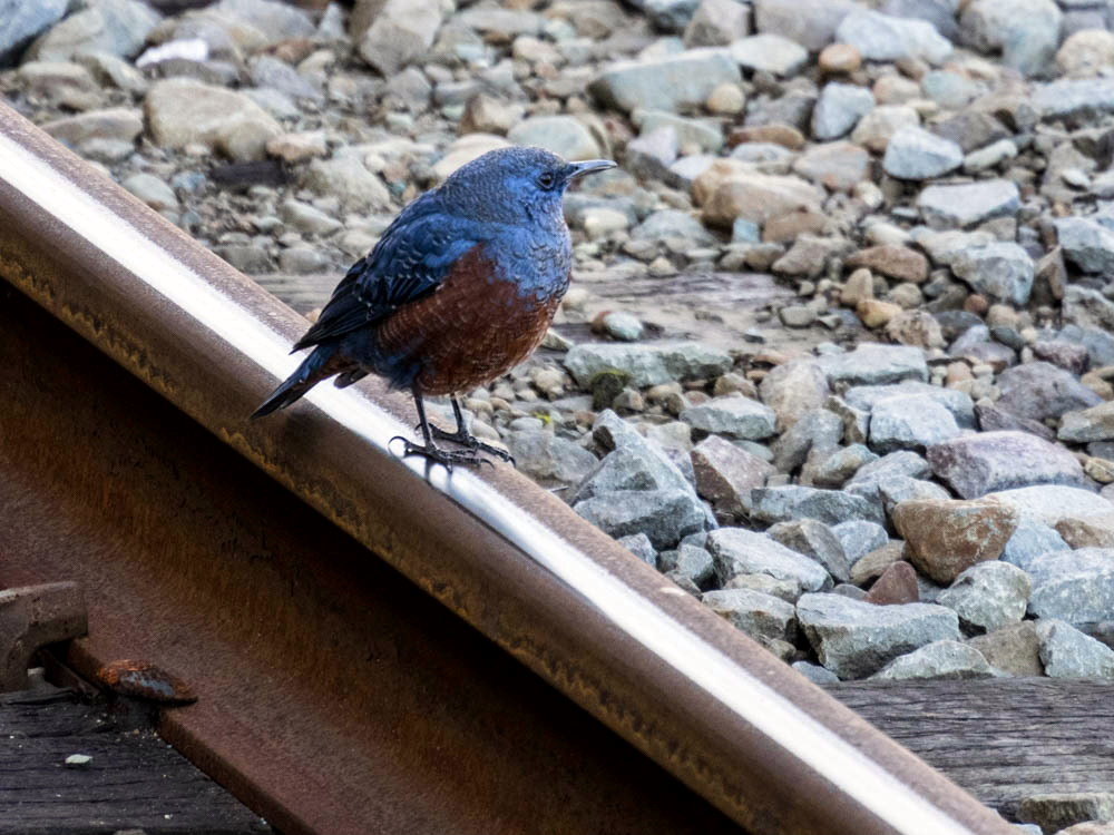 ｲｿﾋﾖﾄﾞﾘ2