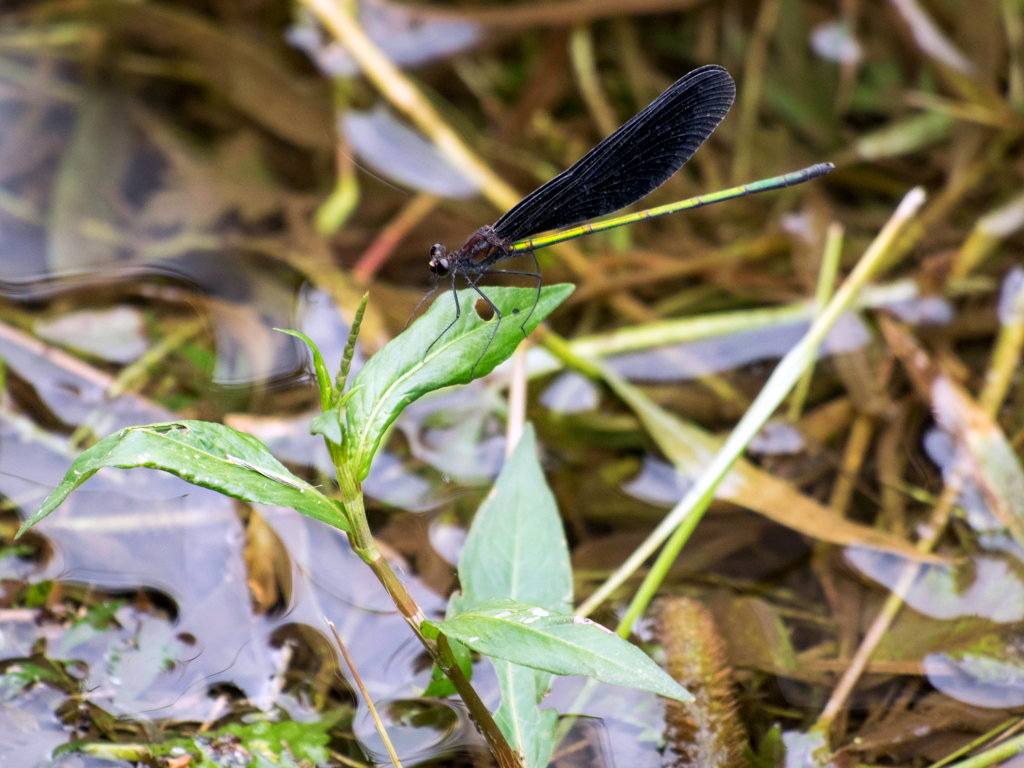 ﾊｸﾞﾛﾄﾝﾎﾞ