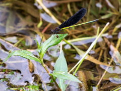 ﾊｸﾞﾛﾄﾝﾎﾞ