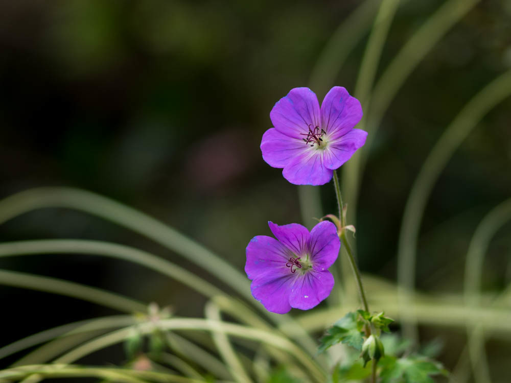 ｼｺﾝﾉﾎﾞﾀﾝ