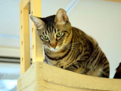 猫喫茶・ねこのみせ9