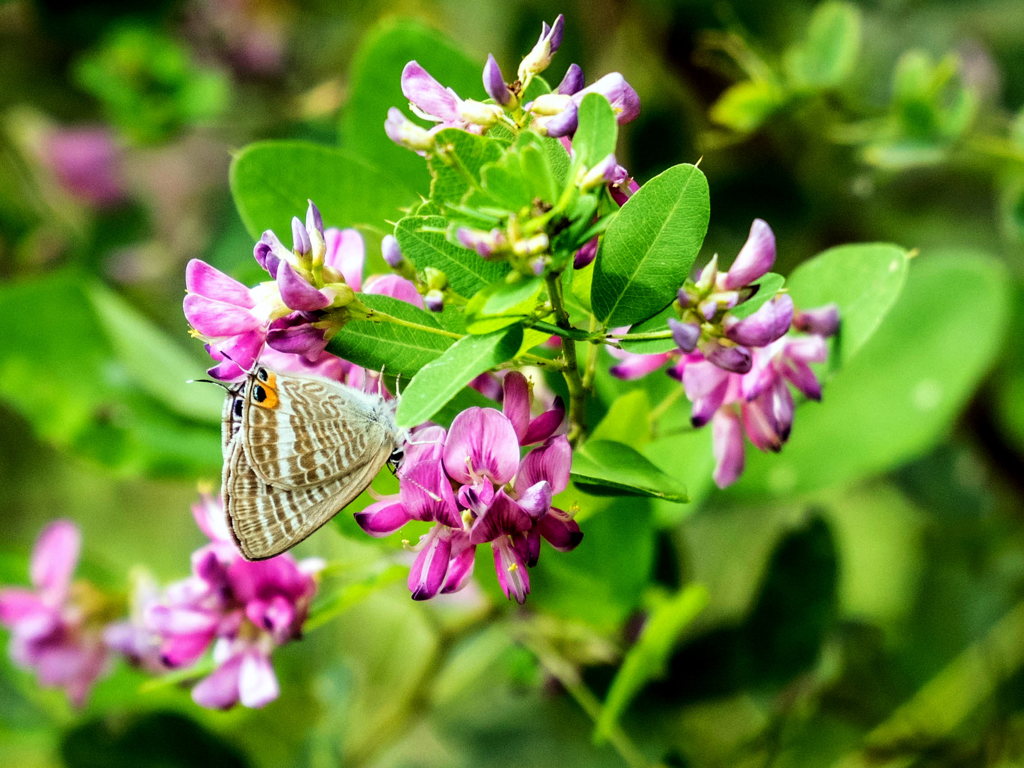 ｳﾗﾅﾐｼｼﾞﾐ2