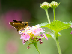 花と蝶14