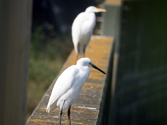 ﾀﾞｲｻｷﾞ04