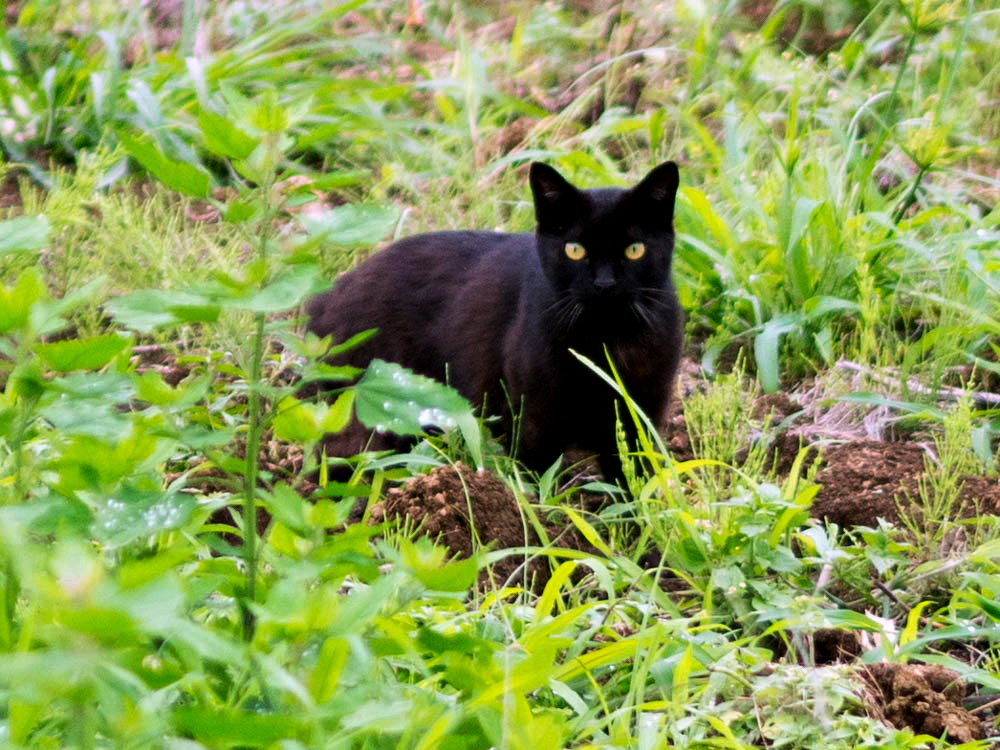 野良猫
