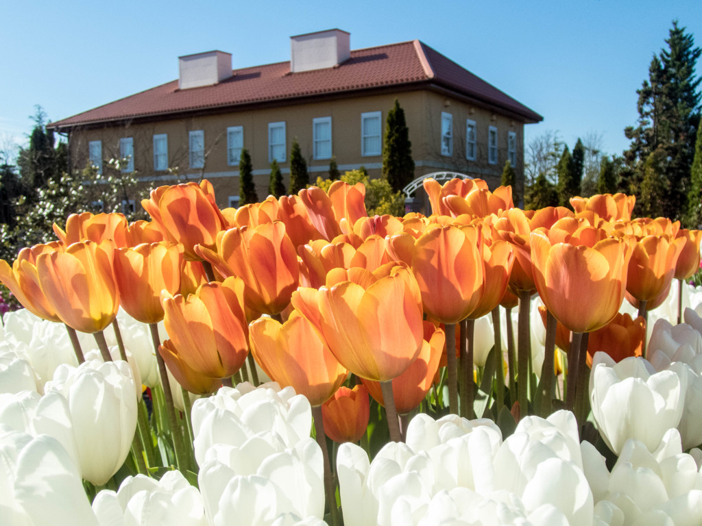 花菜ｶﾞｰﾃﾞﾝ4