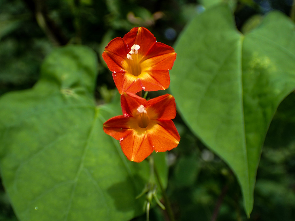 ﾏﾙﾊﾞﾙｺｳ