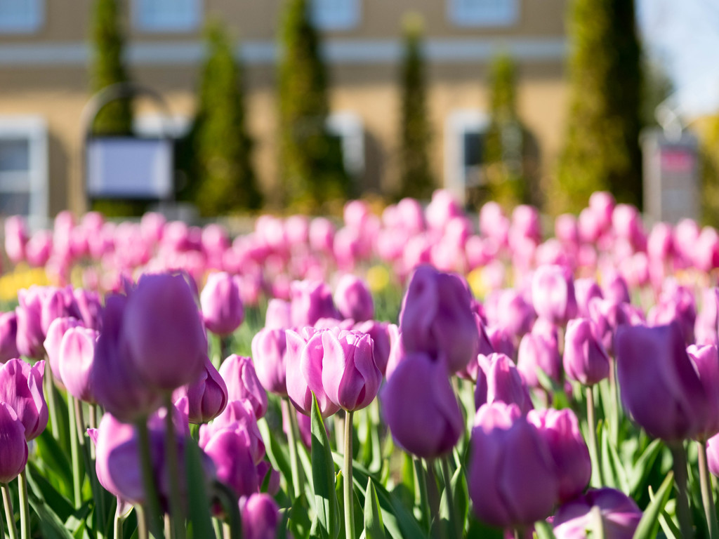 花菜ｶﾞｰﾃﾞﾝ6