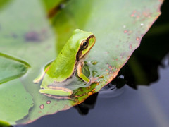 ｱﾏｶﾞｴﾙ11
