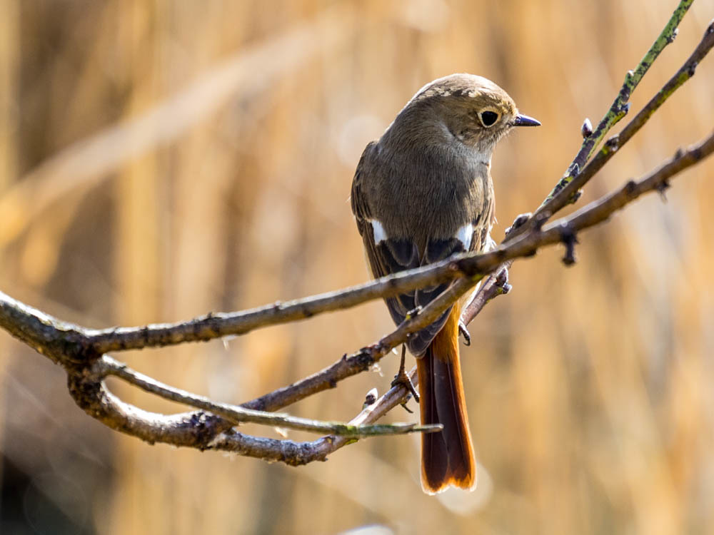 ｼﾞｮｳﾋﾞﾀｷ4