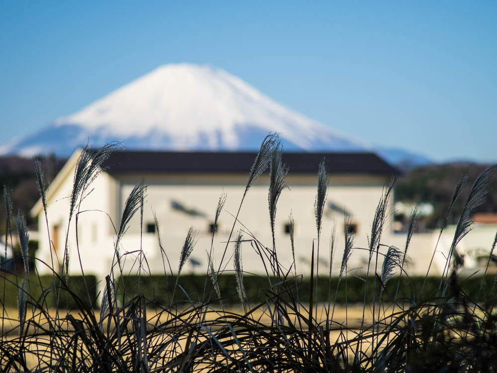 元旦の散歩道11