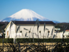 元旦の散歩道11
