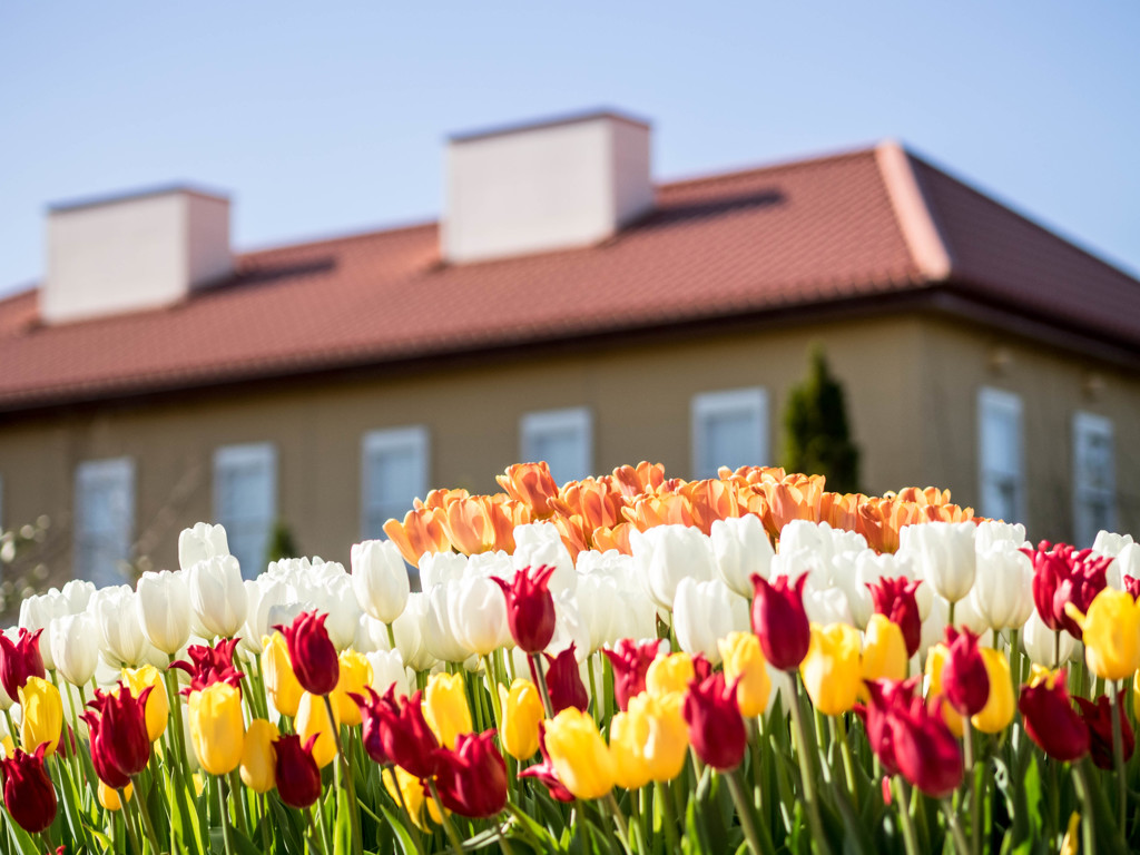 花菜ｶﾞｰﾃﾞﾝ2