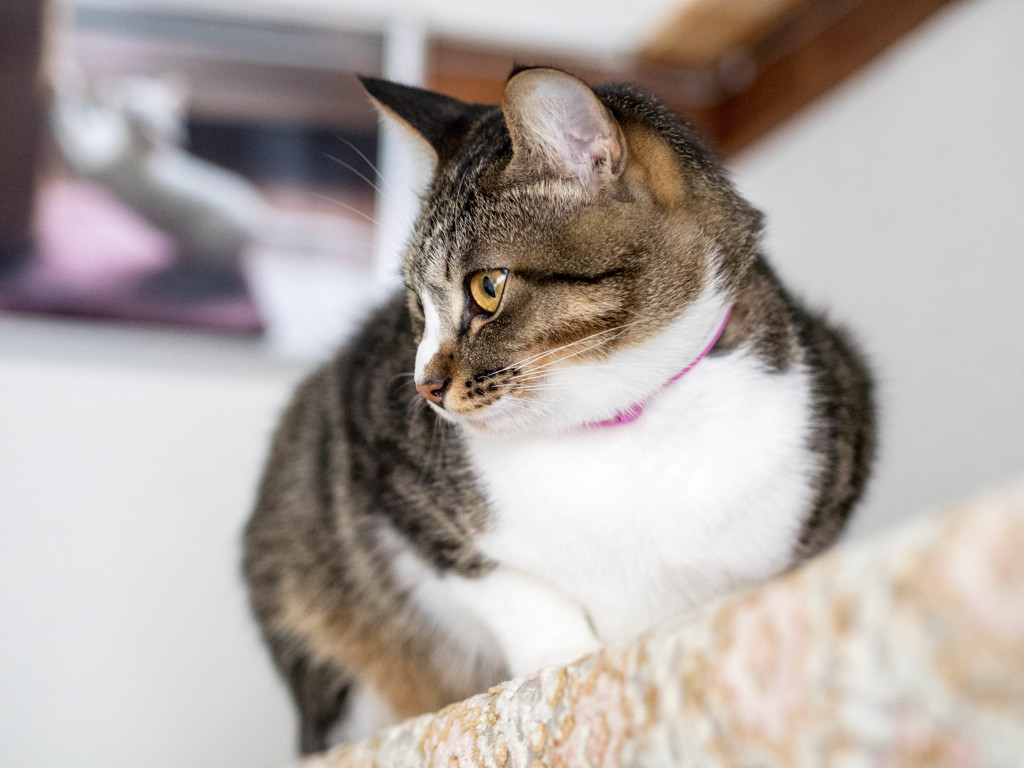 愛猫2