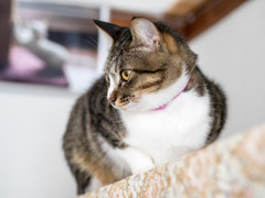 愛猫2