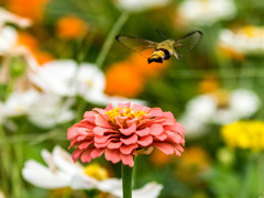 ｵｵｽｶｼﾊﾞ7